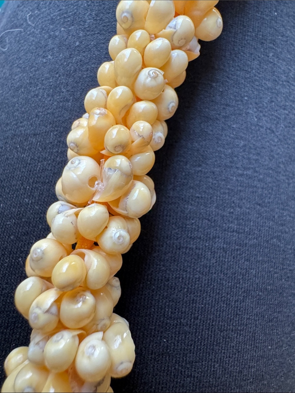 Vintage Yellow Momi / Kahelelani Shell Lei Necklace w/ Ribbon & Kukui Nut Accent - Picture 4 of 4